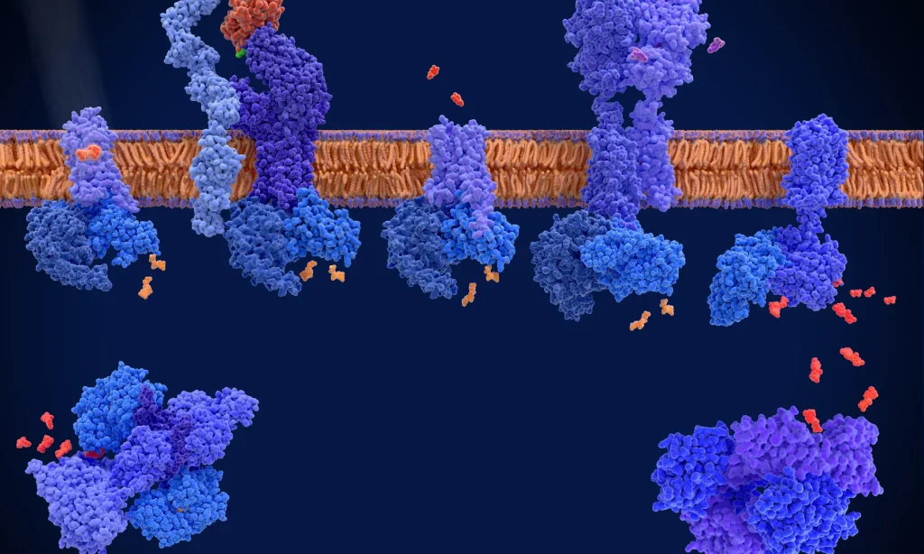 basal ganglia tic pathways